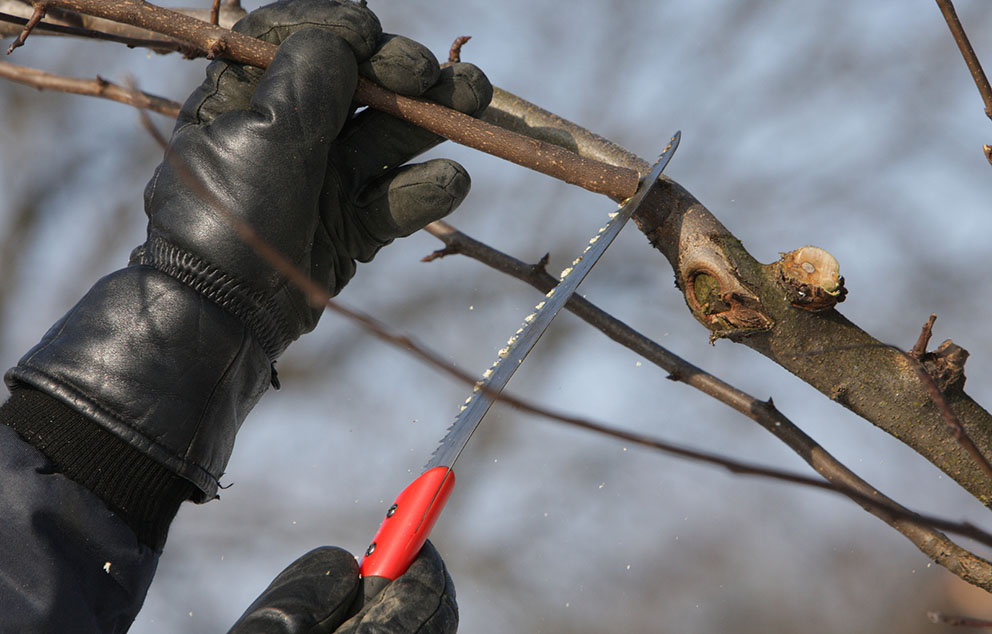 The Risks of DIY Tree Pruning