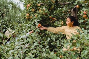 ladies picking apple tree